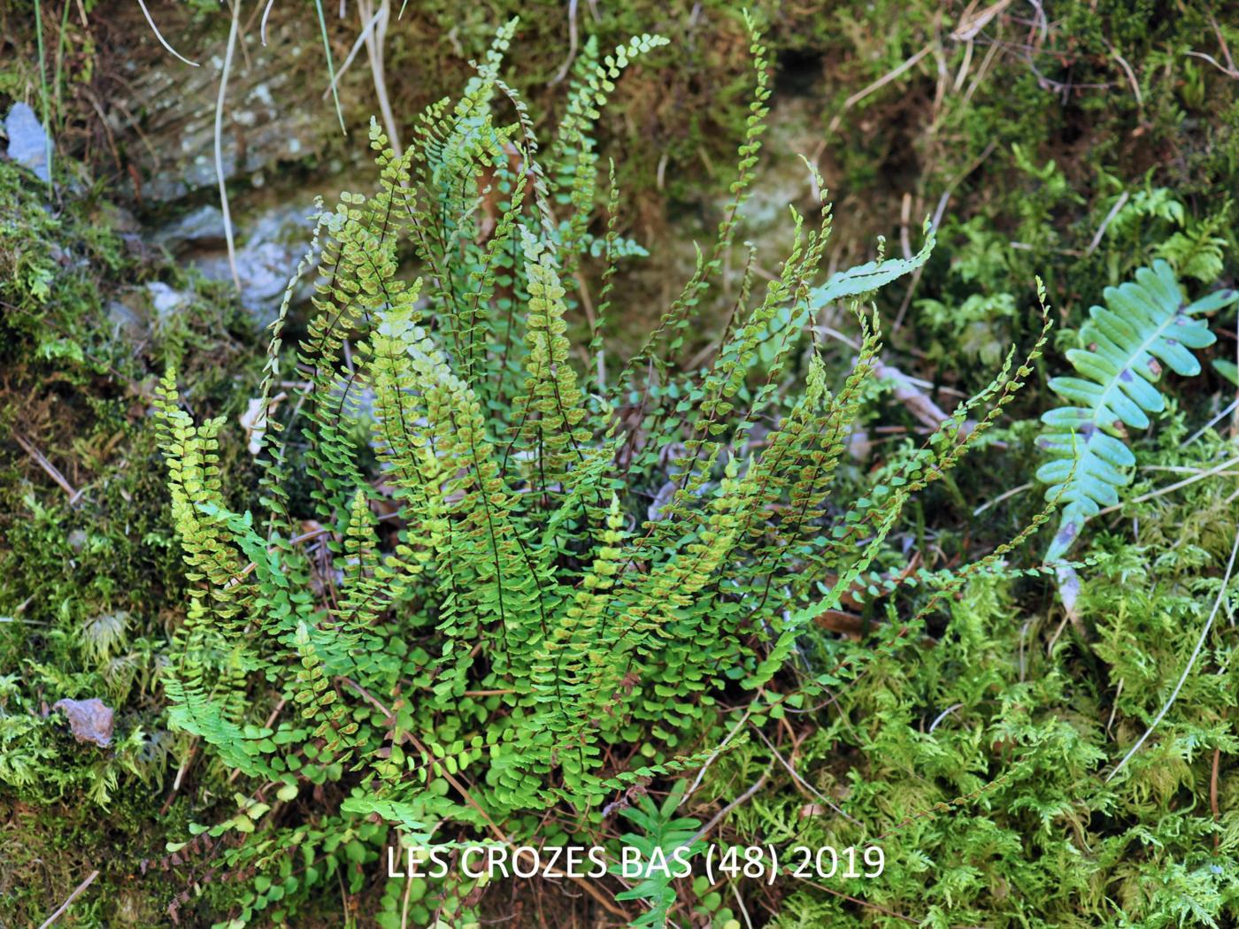 Spleenwort, Maidenhair plant